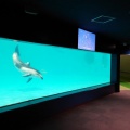 浅虫水族館に動画提供