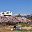 神奈川県南足柄市　一の堰ハラネ　春めき桜　満開