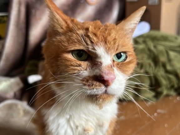 分けられている記憶　20251217