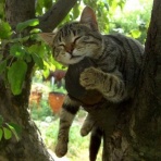 にゃんこ速報～修羅場・キチママ・生活まとめ～