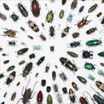 世界のタンパク質危機に「昆虫食」が注目されているｗｗｗ