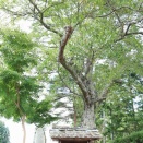 大黒堂（田村市船引町今泉惣太郎）