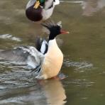 バイオリン（Fiddle)も鳥見も楽しいやん