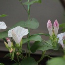 アサガオにも夏バテがある