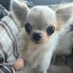 Go forward! forわんDog