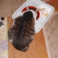猫に小判を与えたら。 埋蔵金：千八百八拾九両　開けろ入れろぉ～、言ぅ～ときながらぁ・・・。