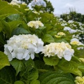 紫陽花・・・