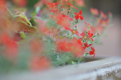 EBC FUJINON.T 135mm f2.5(M42) : 会計士によるバリューアップ