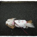 雨上がりの散歩。