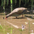 野鳥クイナを撮る🪿📸（多々良沼公園）