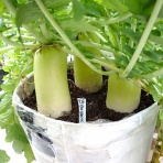 Heyモーの家庭菜園を楽しむ