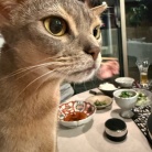 普段の日のしゃぶしゃぶの夜ごはん