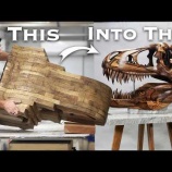 『木材からティラノサウルスの頭蓋骨を作った彫刻がスゲェ』の画像
