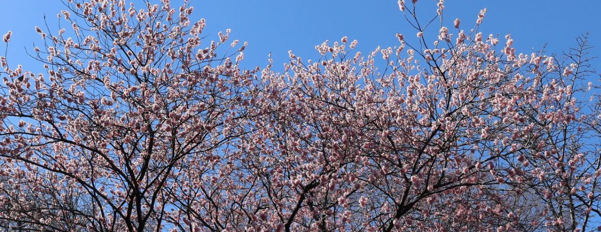 バテバテ山日記 イメージ画像