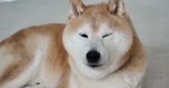 顔の向き