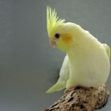 【動画】鳥ってリズムを感じれるの？？『ノリノリで踊るインコが可愛すぎる映像』