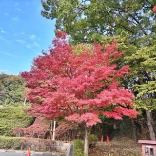 花とワンコな日々