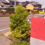 LUCIFER’S PLANT MEMO