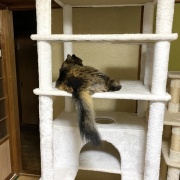 【猫写真】マロちゃんは隠れるのが好き
