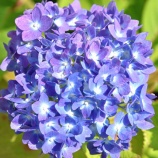 『ブログガイダンス（32）』の画像