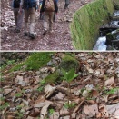 コゴミを求めて山へ　2026年