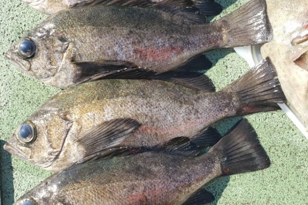 神島観光汽船 池田のブログ カワハギ ウマズラハギ
