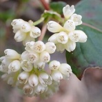 みかん農家のこだわりみかん栽培の日々