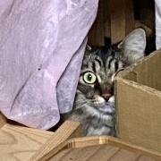 【猫写真】マロちゃんは隠れるのが好き