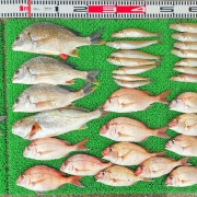 2026年4月18日　釣果