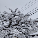 まさかの雪、そして今日は選挙