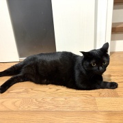 猫たちをお風呂に入れたら…