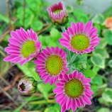 『佐藤浩先生回顧(1800回記念）(6)』の画像