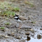 『5月19日の鳥さん　春木川(国分川)で野鳥の観察･撮影』の画像