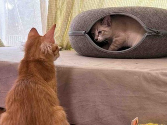 次世代子猫講師陣　20260711