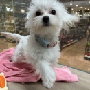 わんちゃんの紹介