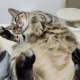 この猫3万円やった