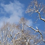 アナベルにかこまれて