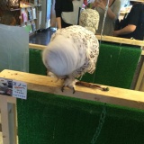 【柴ドリル】色んな動物の荒ぶるドリル画像貼ってく【猫ドリル】