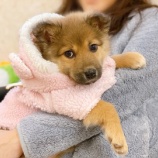 『【犬】せりちゃん トライアル決定』の画像
