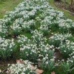 おとぎの国のガーデナー