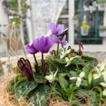 ＊ブルーのシクラメン「ドラゴン」が美し過ぎる