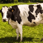 ガベージニュース