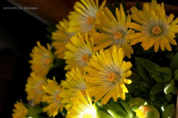 デロスペルマ 耐寒性松葉菊 花綴り