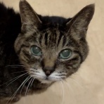 猫式ブログ～里親募集型猫カフェ