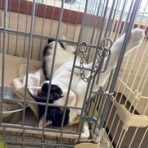 NPO法人 みなしご救援隊 犬猫譲渡センター 広島本部のブログ