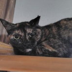 保護猫譲渡るーむ（仙台市　あにまるロック診療所）