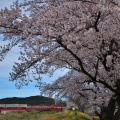 近江鉄道と桜③