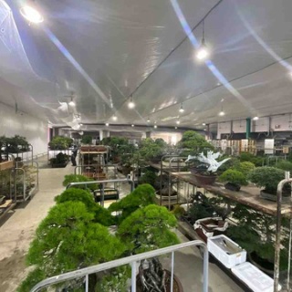雨竹 盆栽 水石 便り