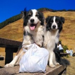 ひろいびと 清掃登山犬達と三重県の山ゴミ拾い清掃活動記録