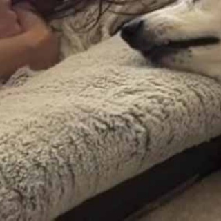 猫の動画 ねこわん！